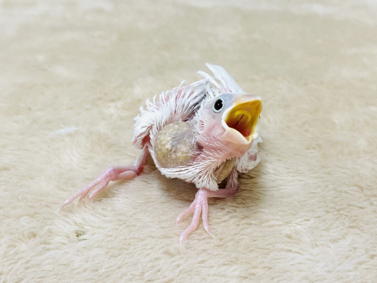 白文鳥