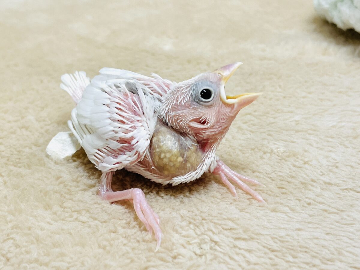 白文鳥
