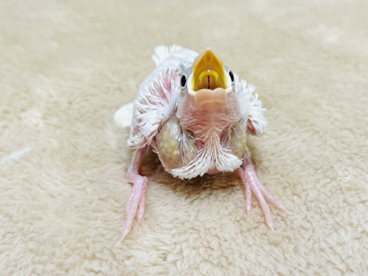 白文鳥