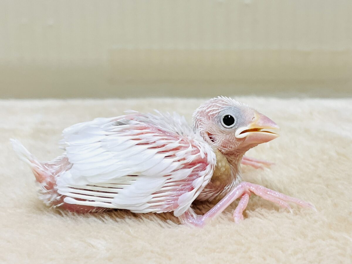 これから大きくなるよー👍🤍白文鳥（ヒナ）