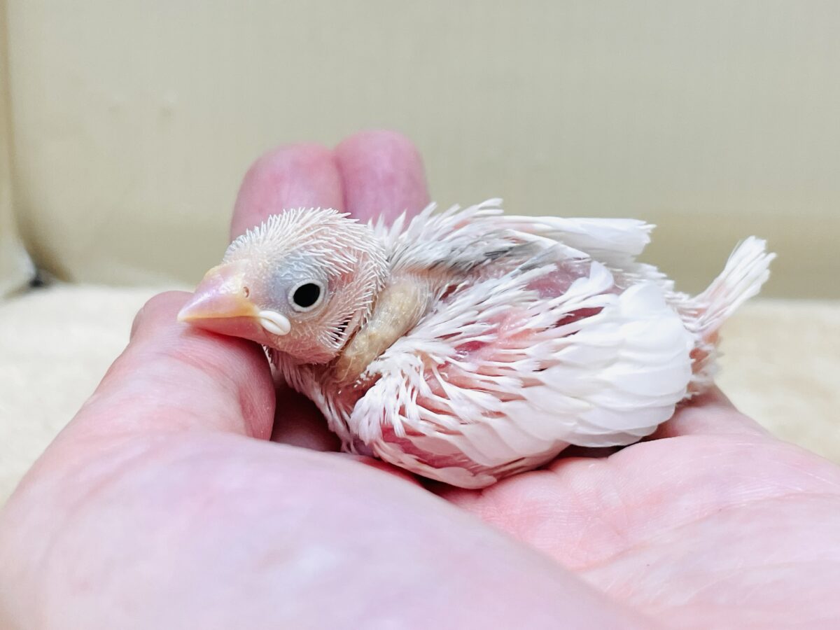 白文鳥