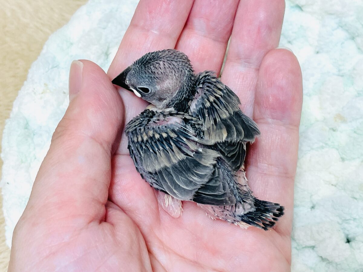 桜文鳥