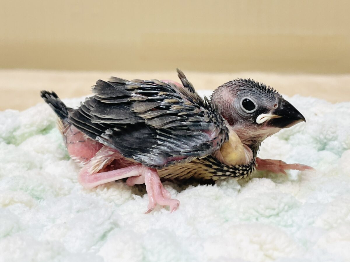 またまた！登場でーす✨桜文鳥ちゃん（ヒナ）