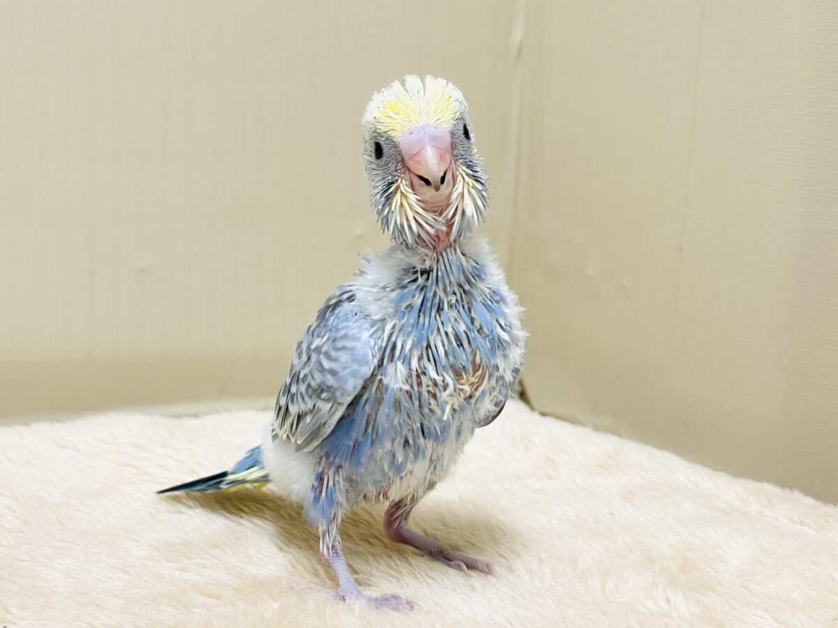 セキセイインコ