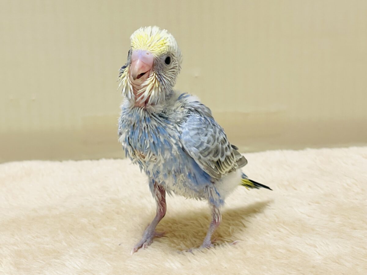 可愛く撮ってね💙💛セキセイインコ（イエローフェイスオパーリン）ヒナ