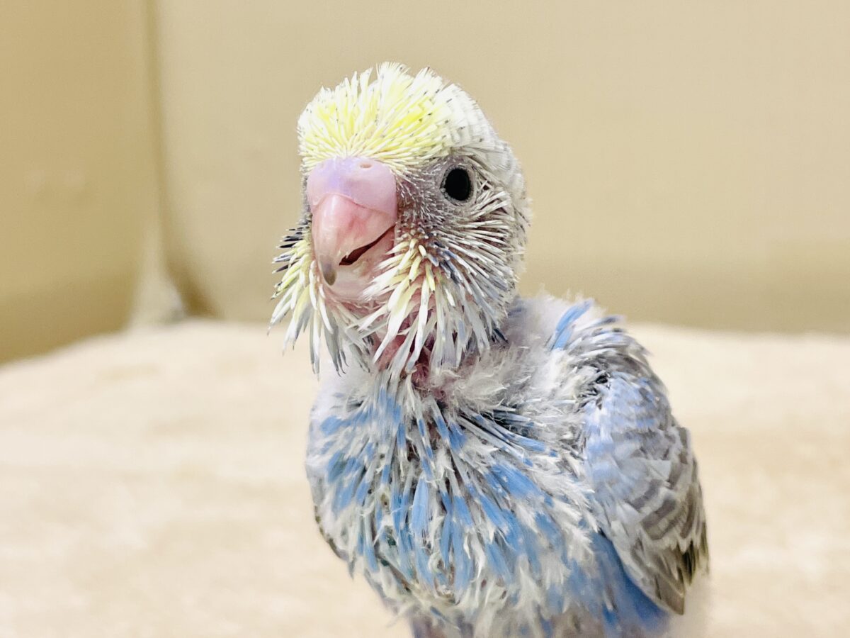 セキセイインコ
