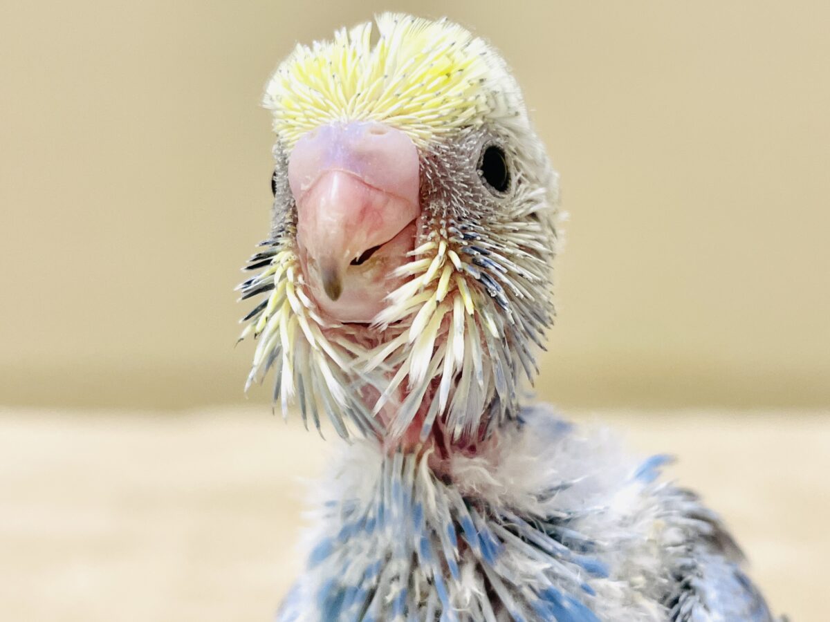 セキセイインコ