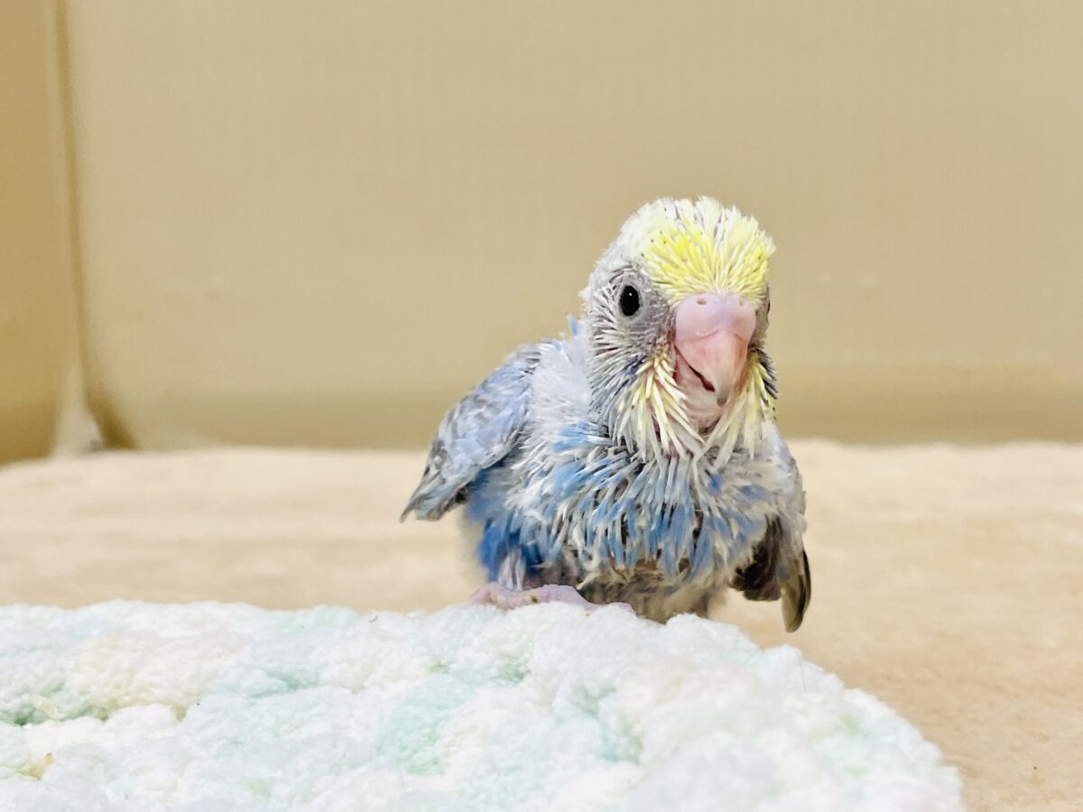 セキセイインコ