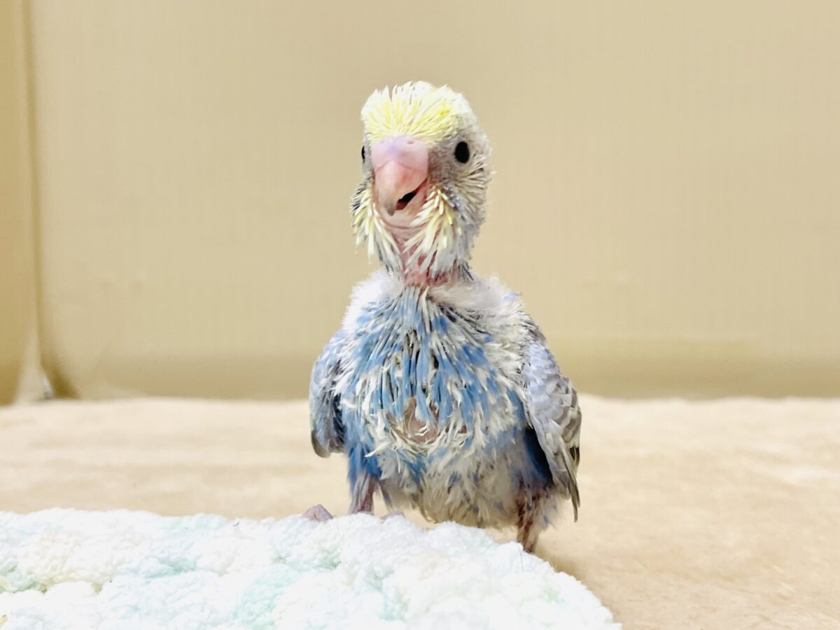 セキセイインコ