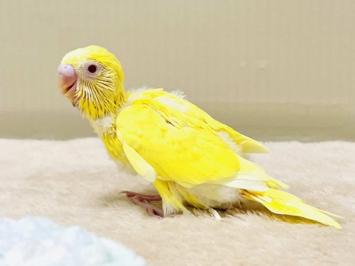 セキセイインコ