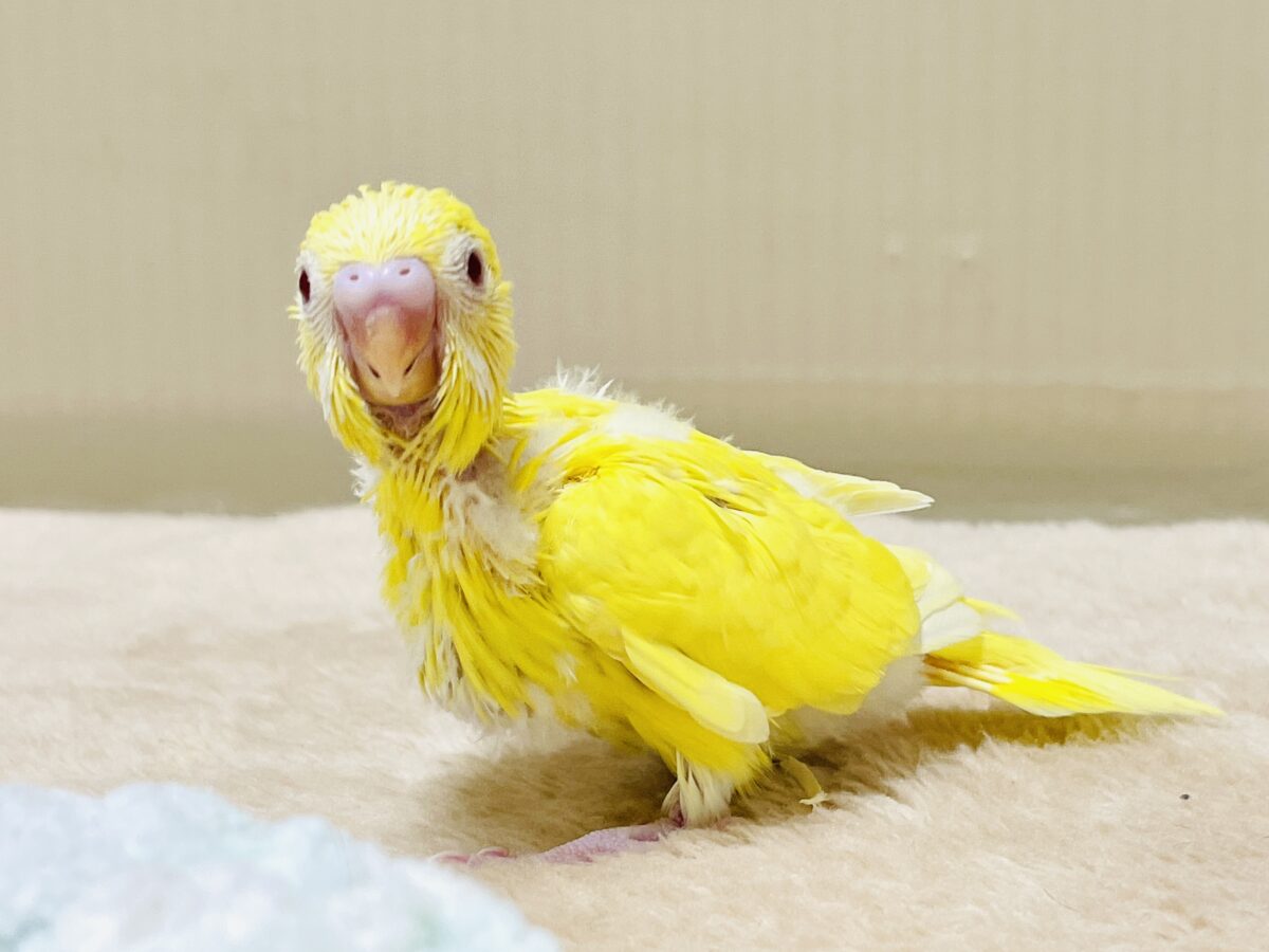 セキセイインコ