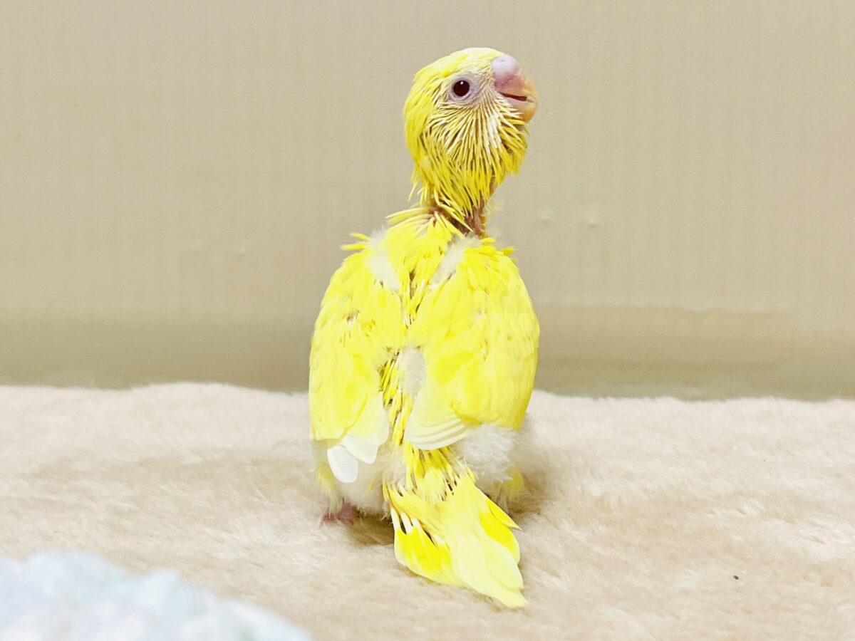 セキセイインコ
