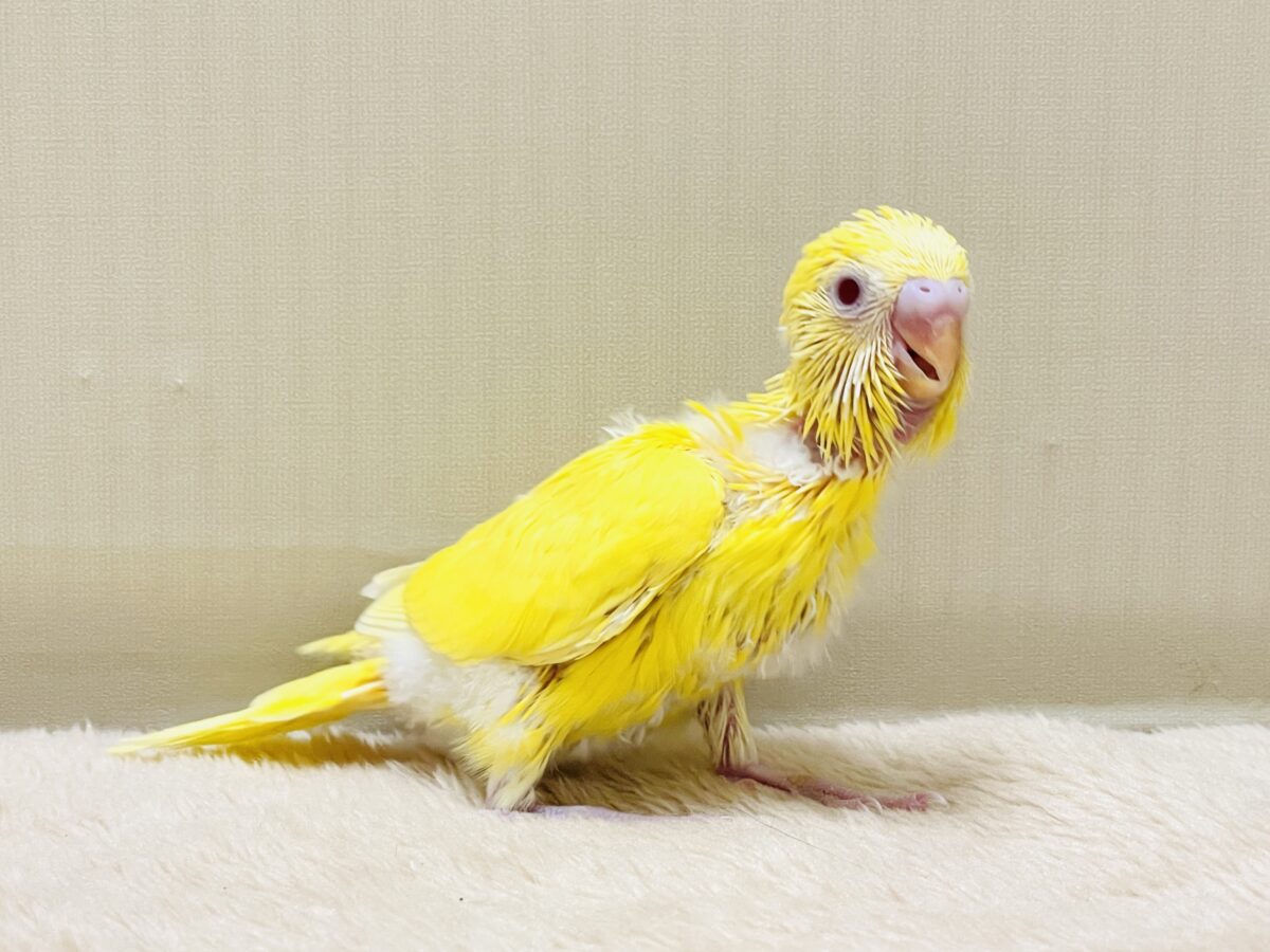 気分はモデルさん👍💛❤️セキセイインコ（ルチノー）ヒナ