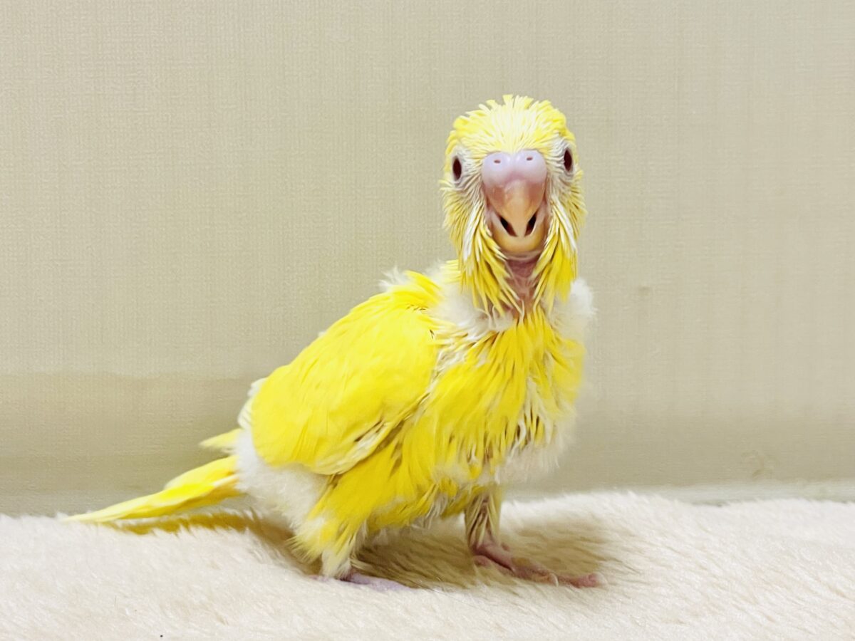 セキセイインコ