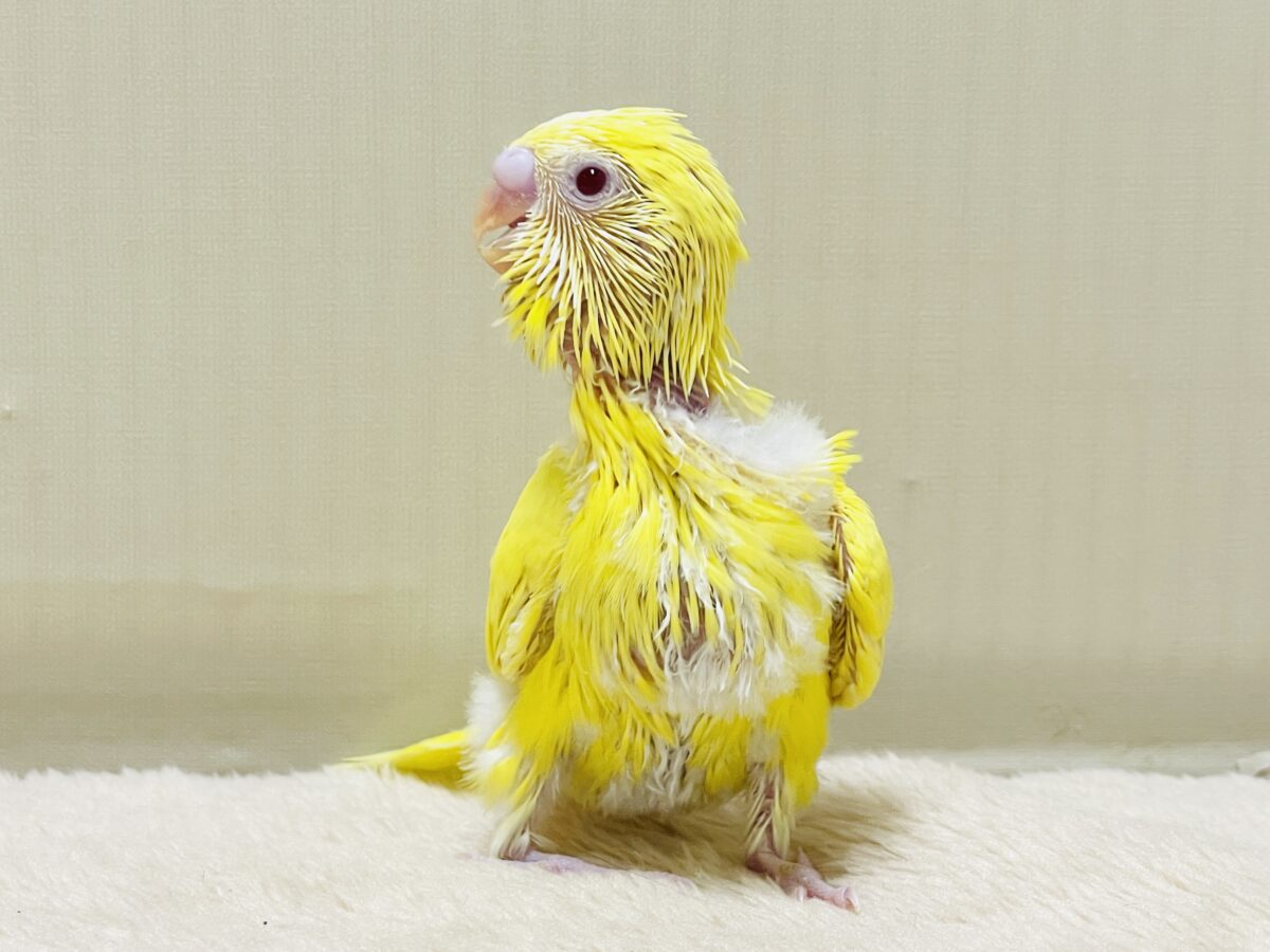 セキセイインコ