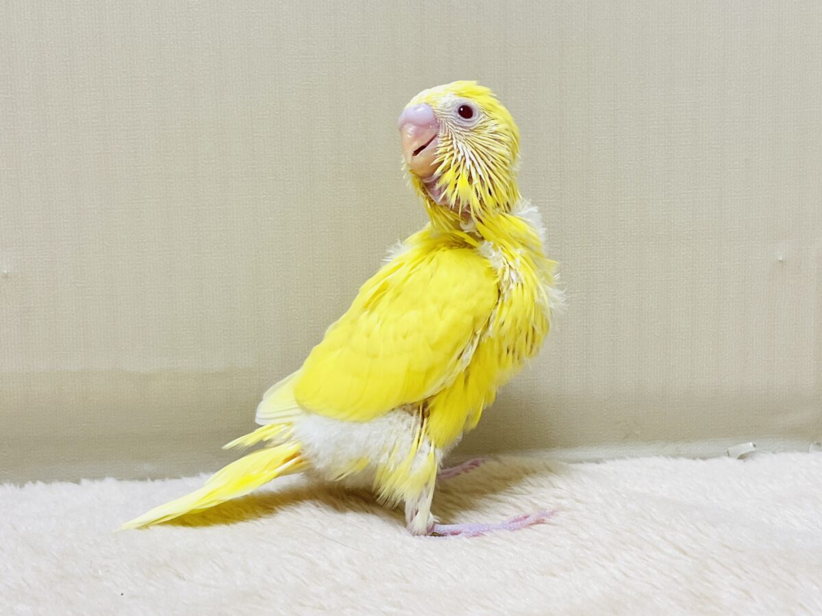 セキセイインコ