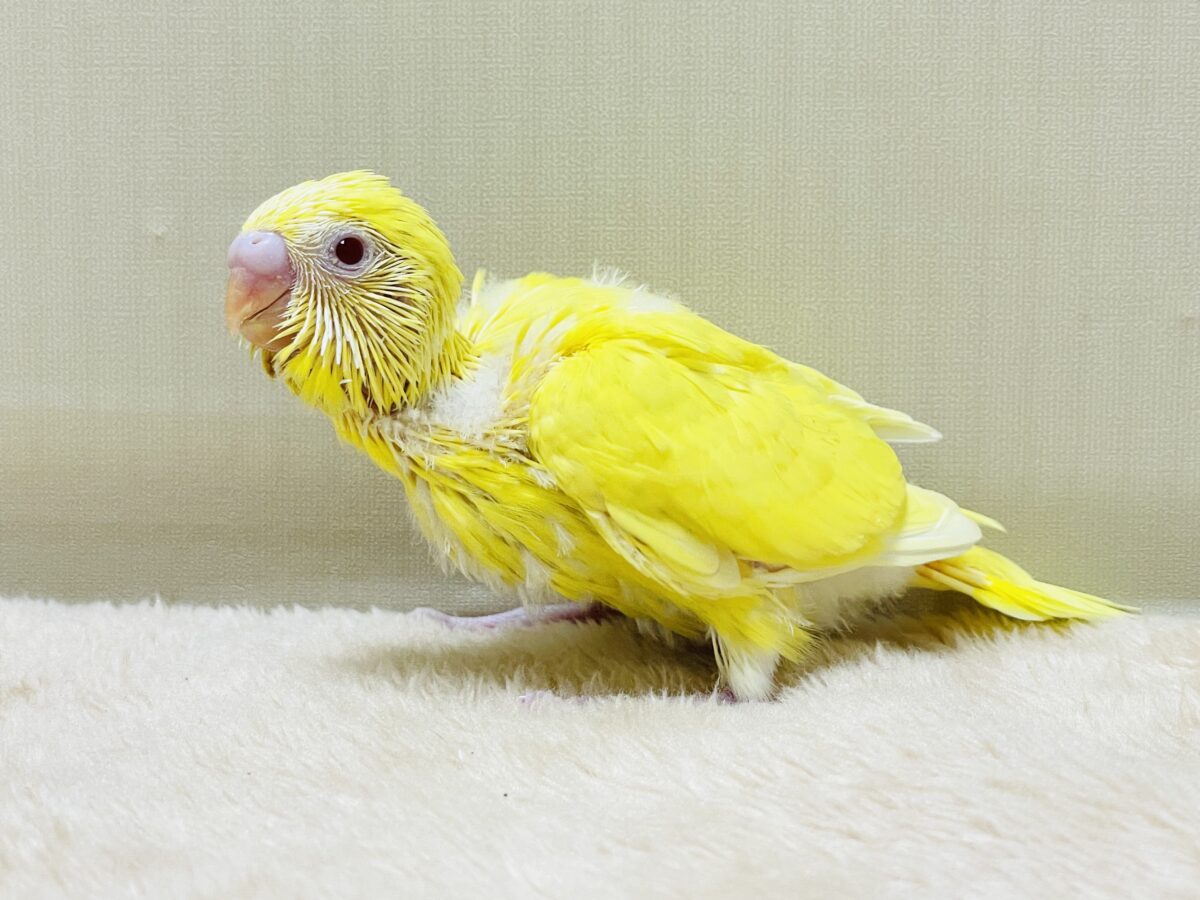 セキセイインコ