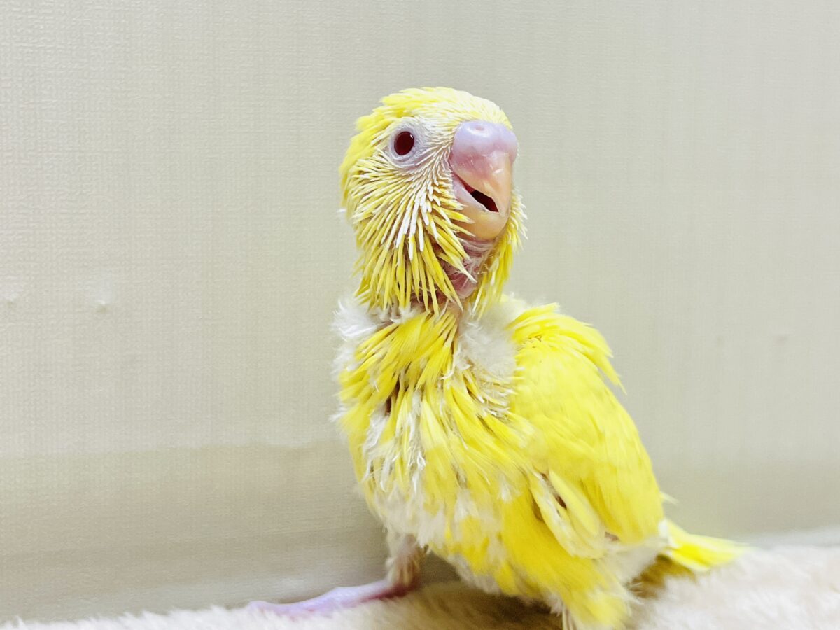 セキセイインコ