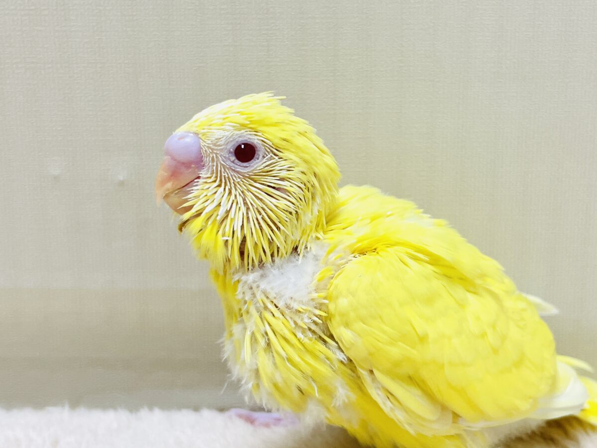 セキセイインコ