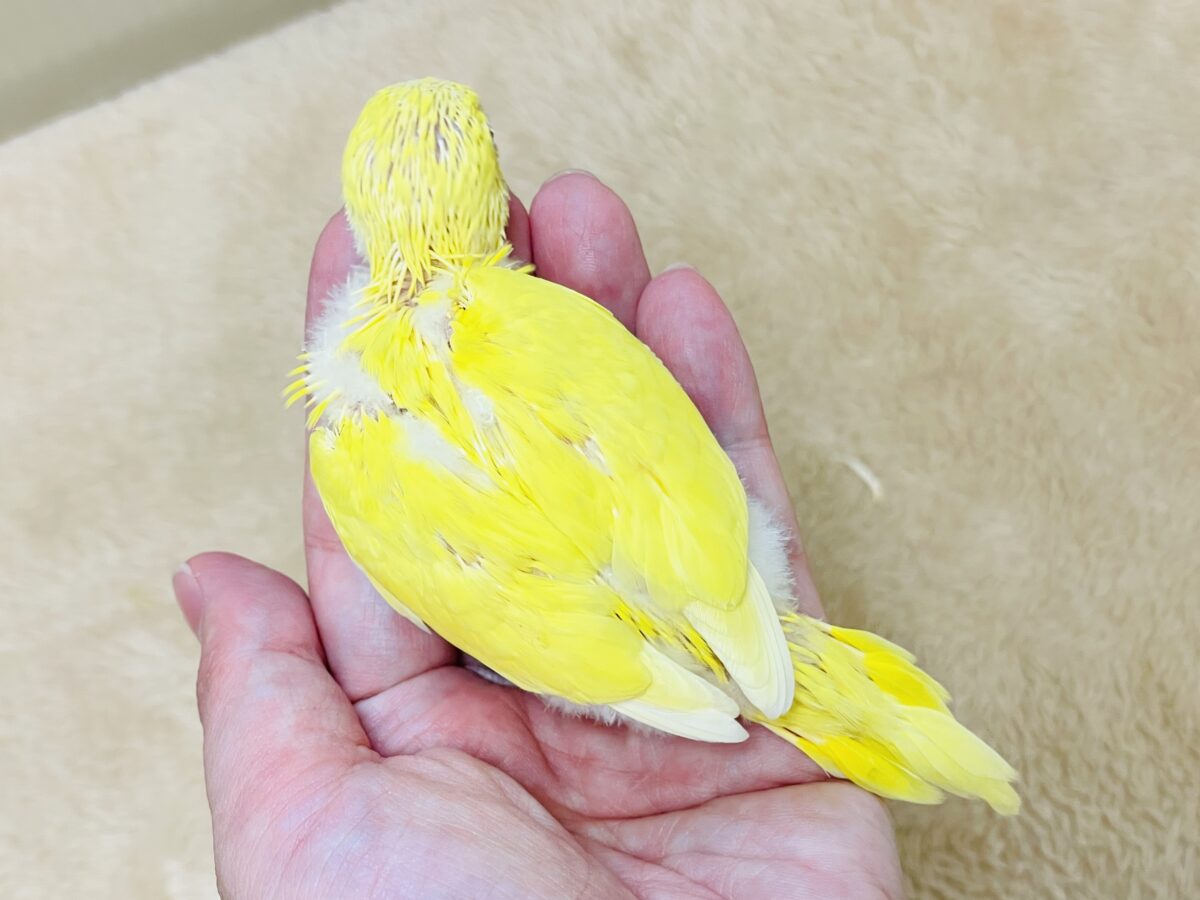 セキセイインコ