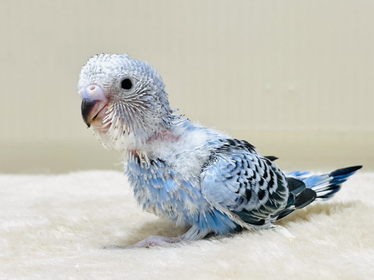 元気いっぱい🤍てちてち歩くよ💙セキセイインコ（オパーリン）ヒナ