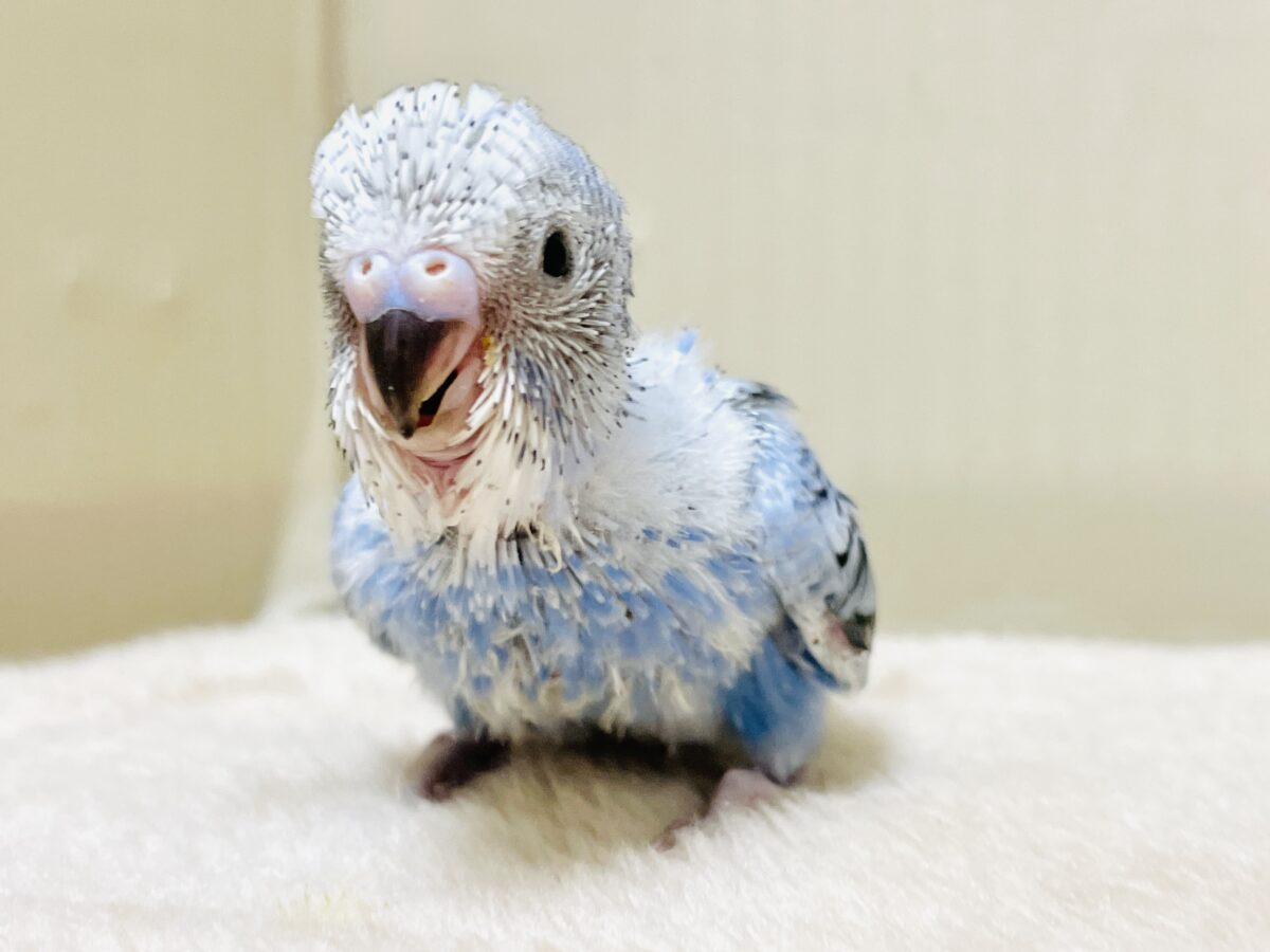 セキセイインコ
