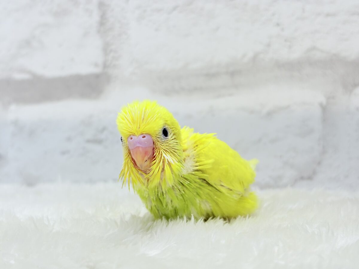 セキセイインコ