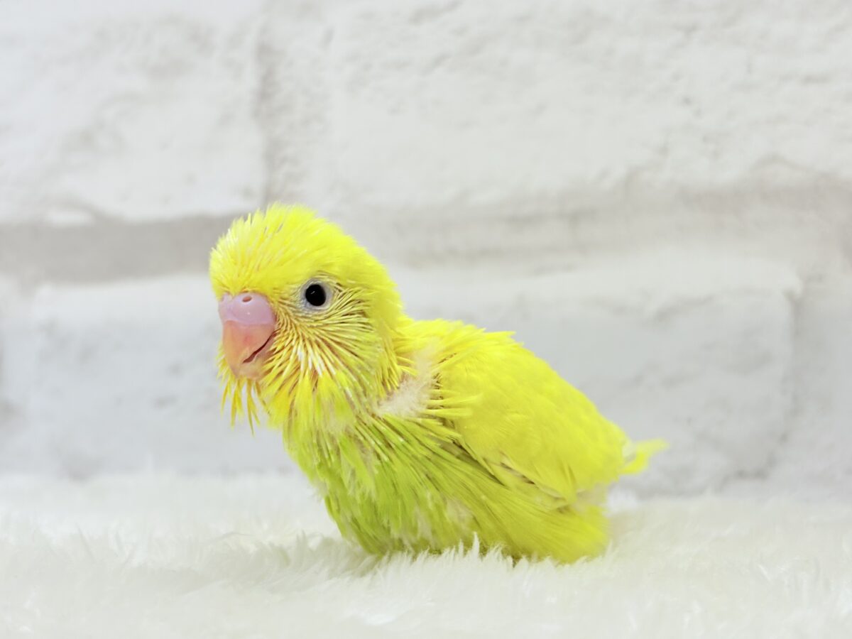 セキセイインコ