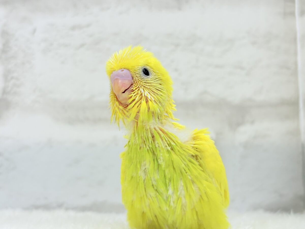 セキセイインコ