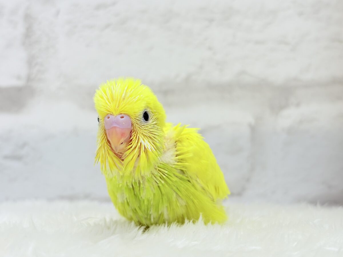 セキセイインコ