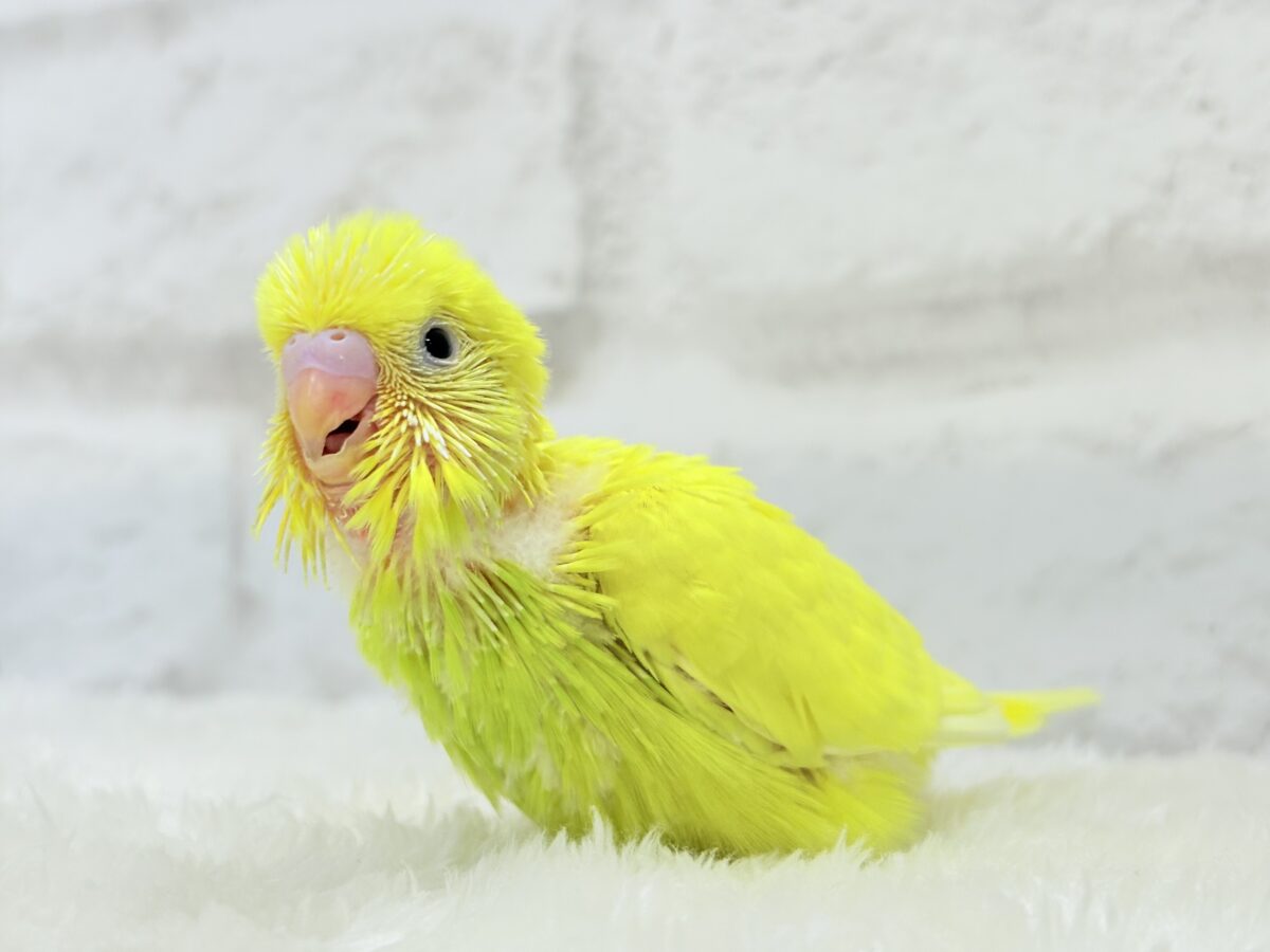 セキセイインコ