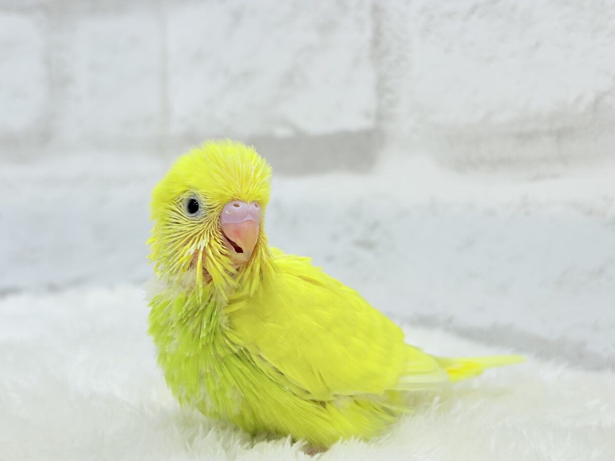 セキセイインコ
