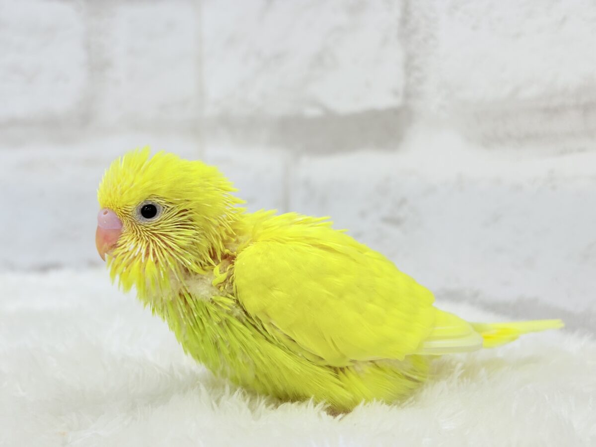 セキセイインコ