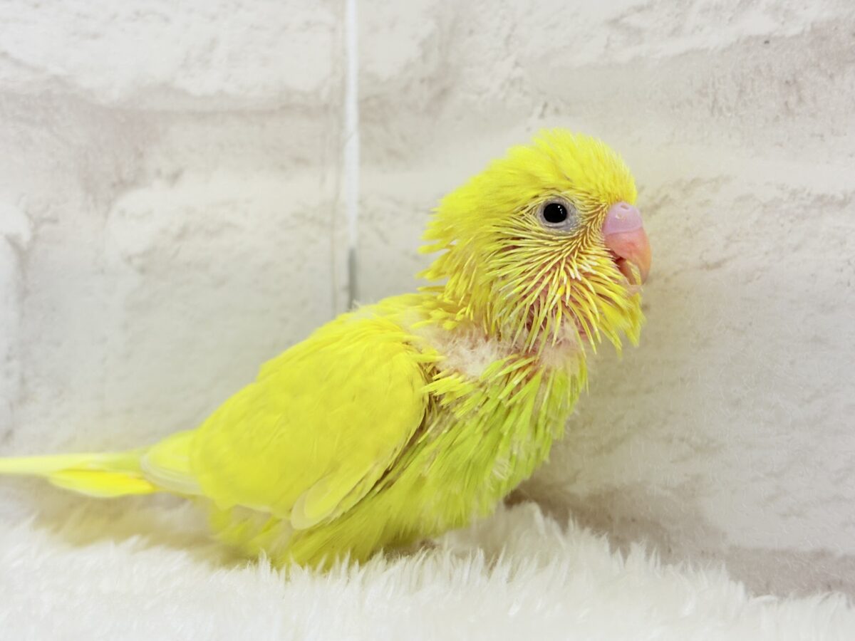 セキセイインコ