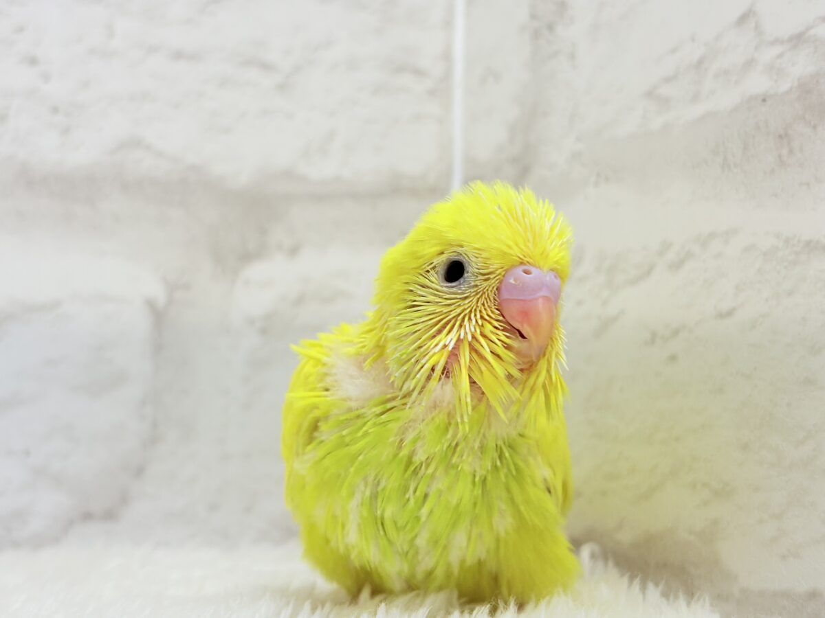 セキセイインコ
