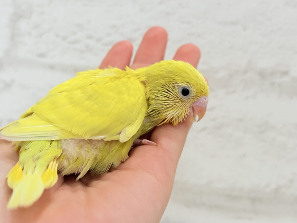 セキセイインコ