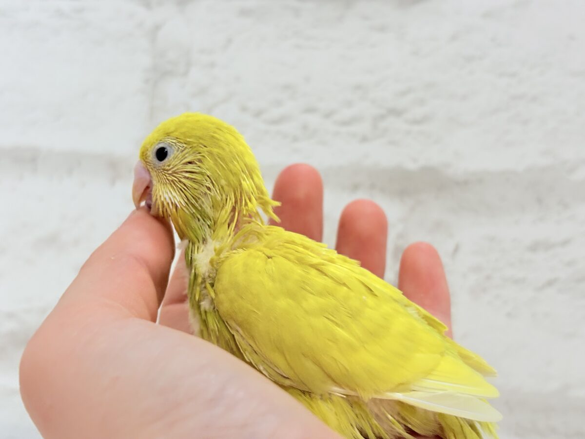 セキセイインコ