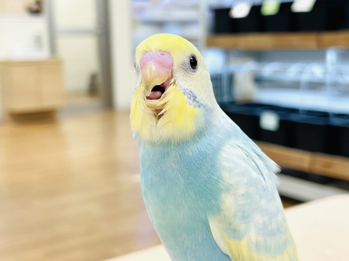 セキセイインコ