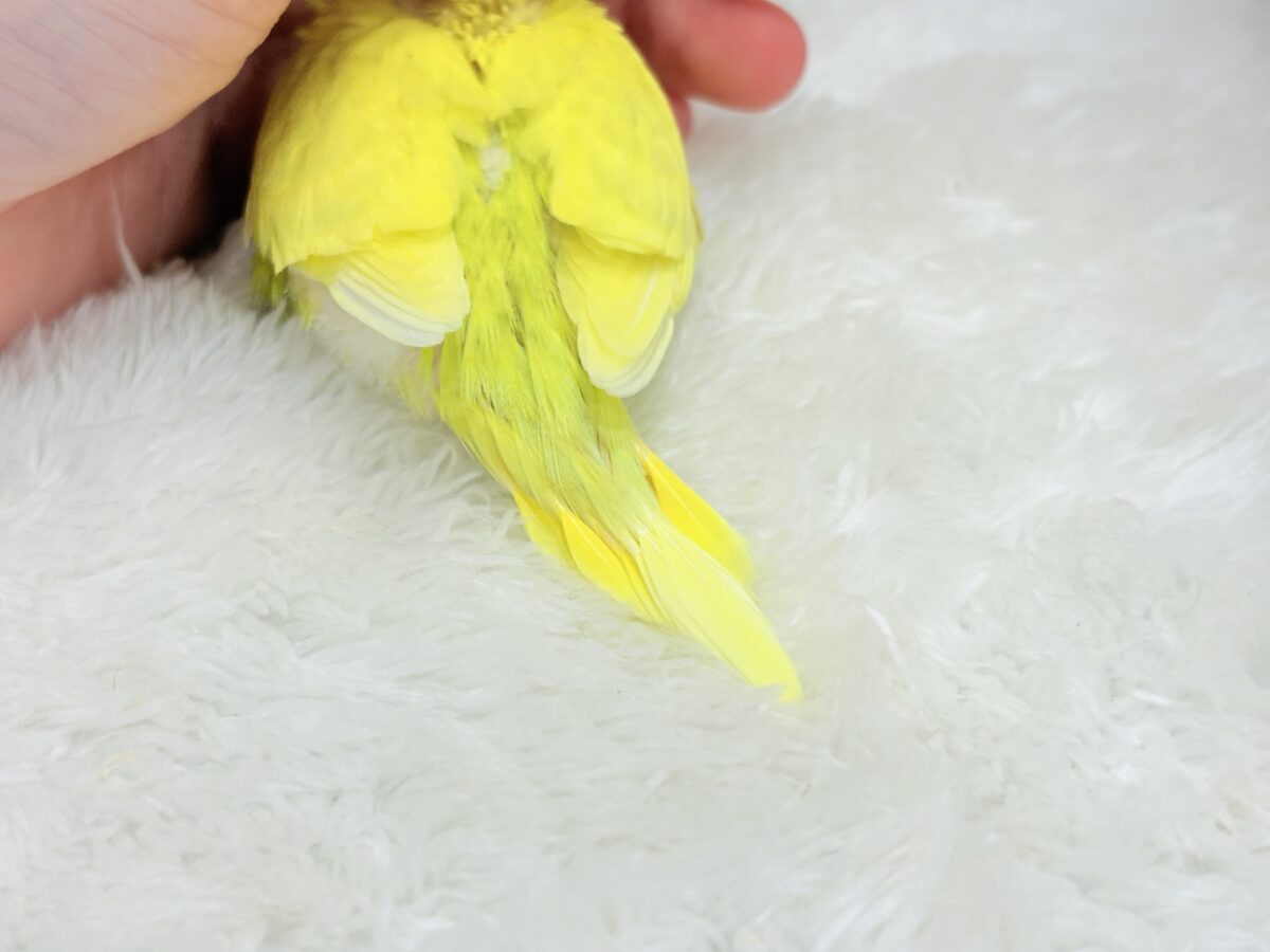 セキセイインコ