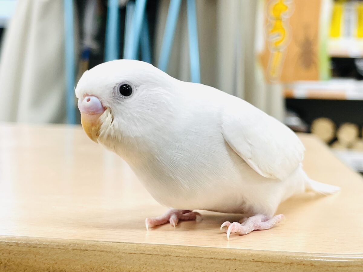 セキセイインコ