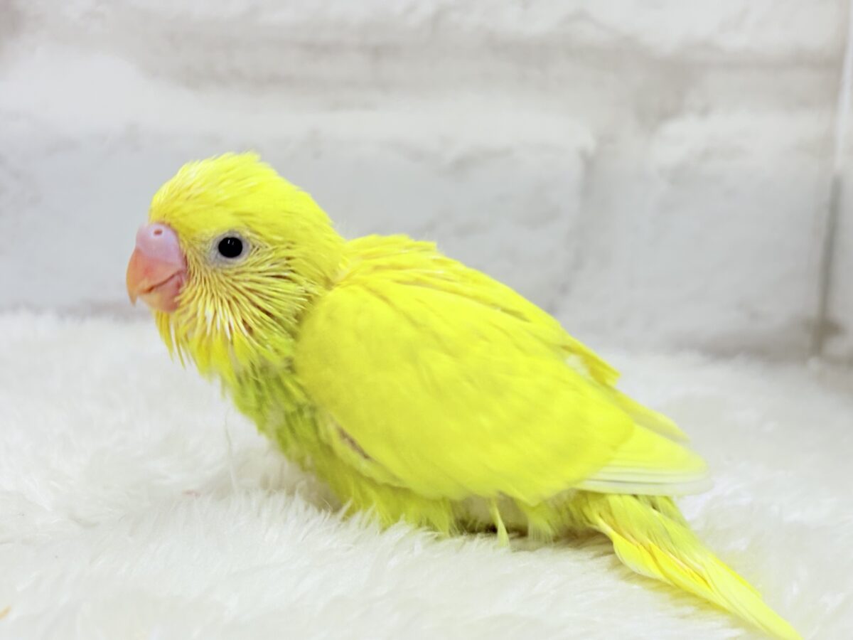 セキセイインコ