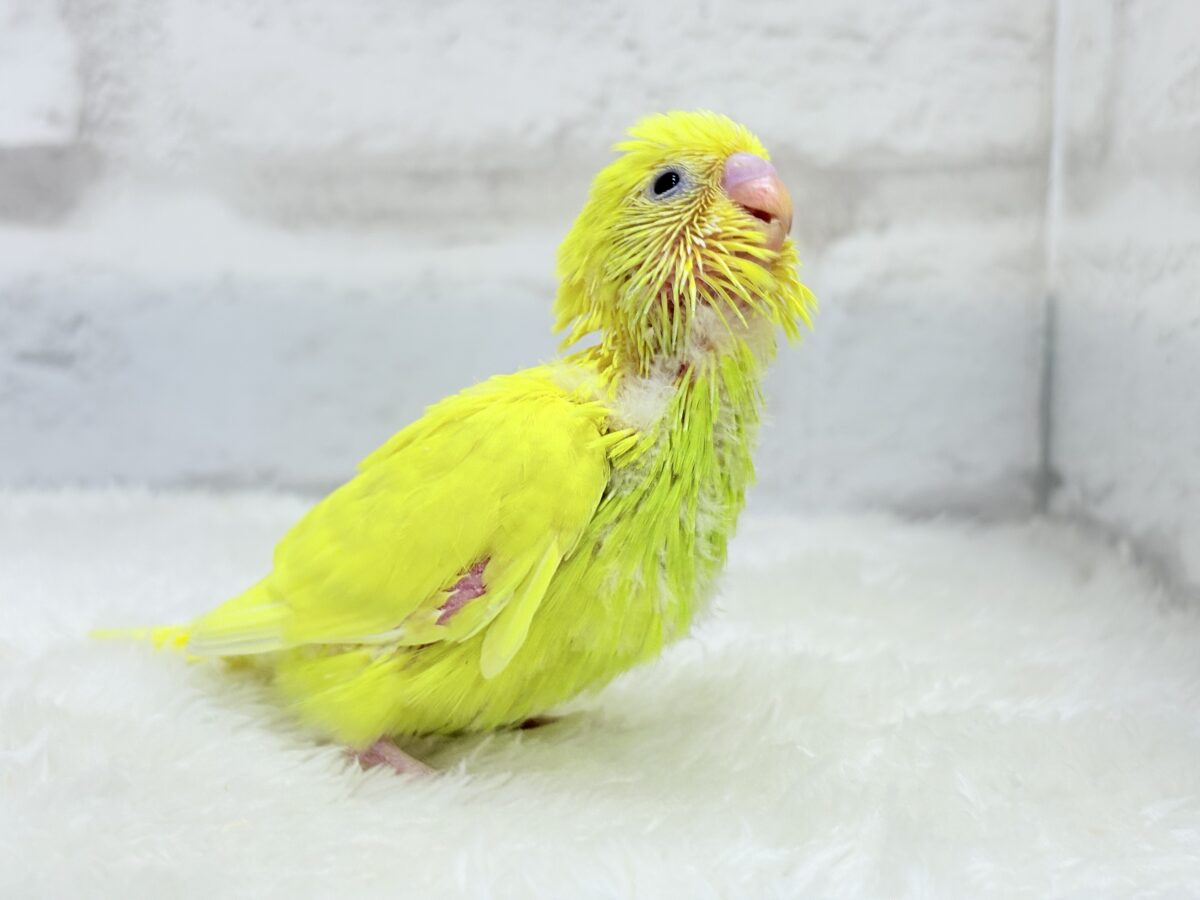 セキセイインコ
