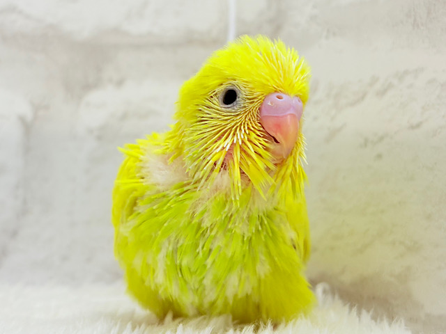 元気もりもりひよこちゃん🐣💛セキセイインコ ヒナ