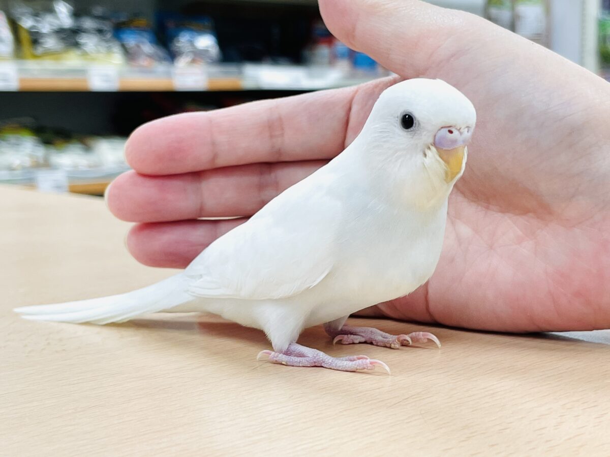 セキセイインコ