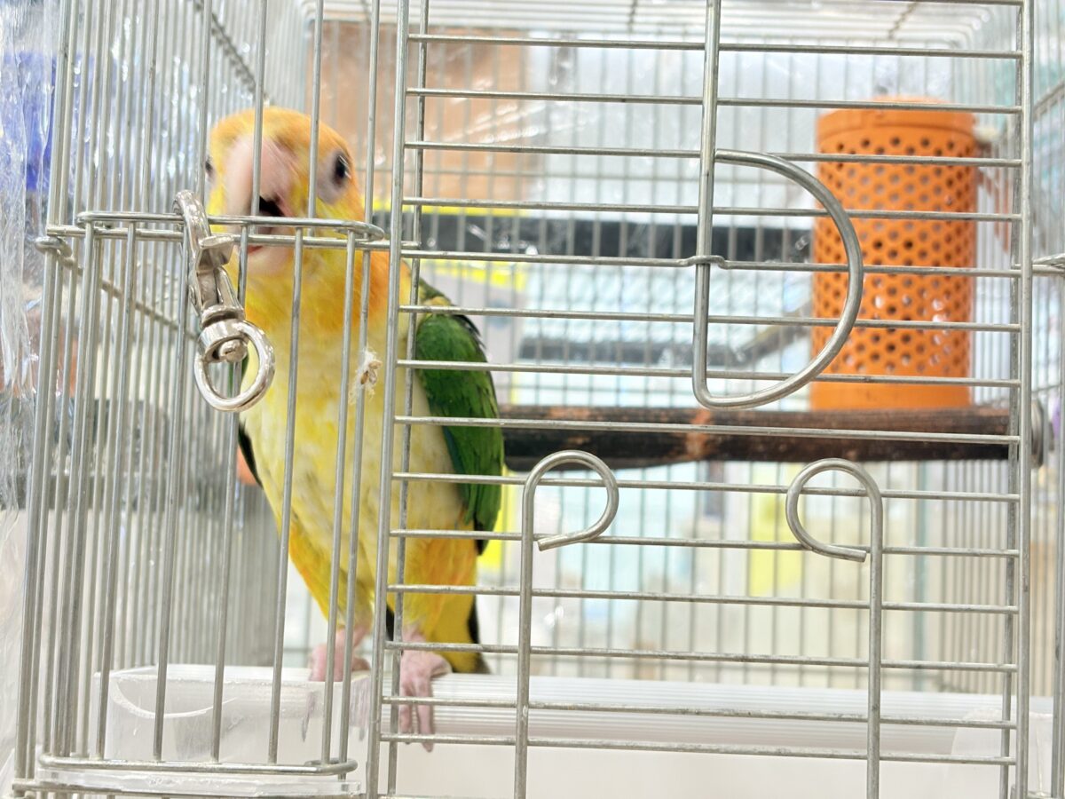 シロハラインコ