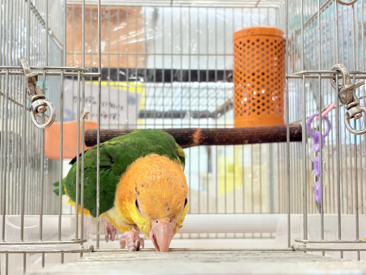 シロハラインコ