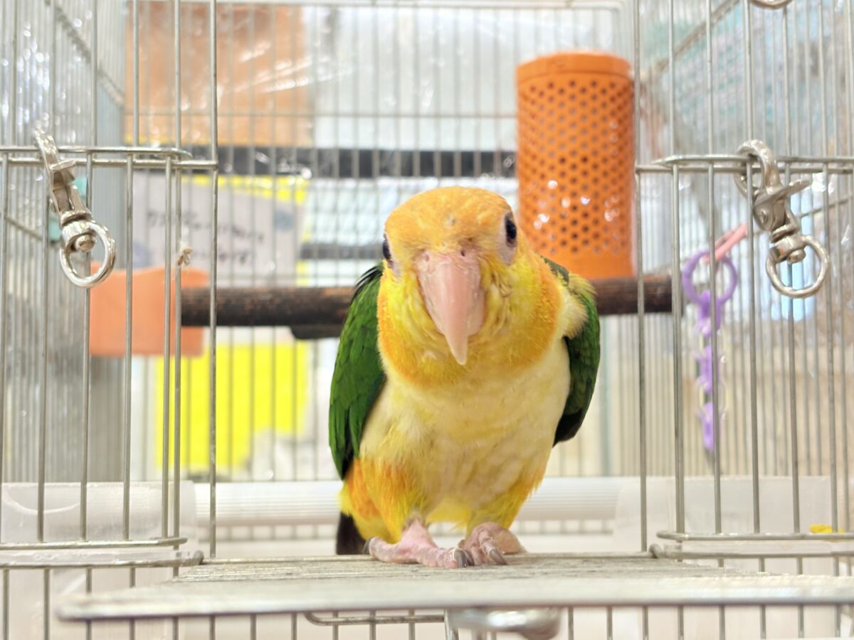 シロハラインコ