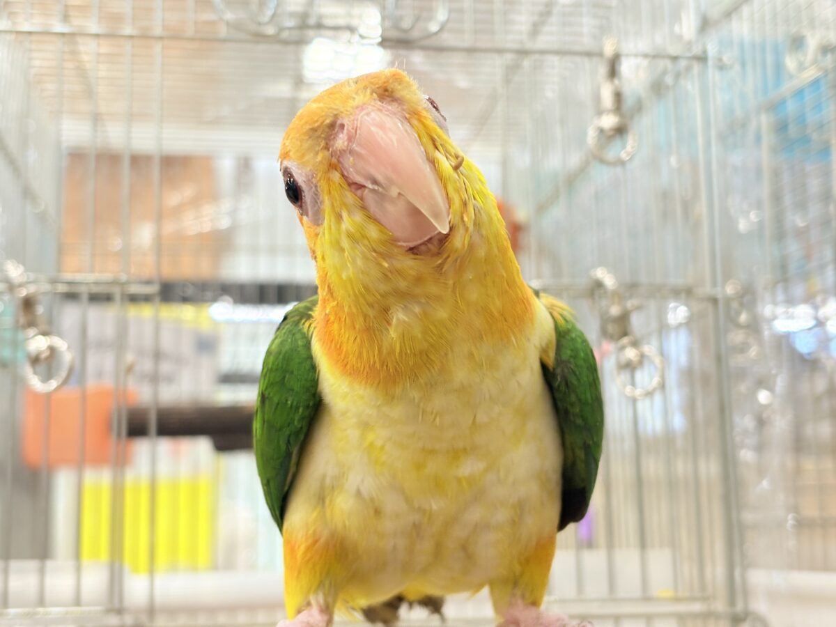 シロハラインコ