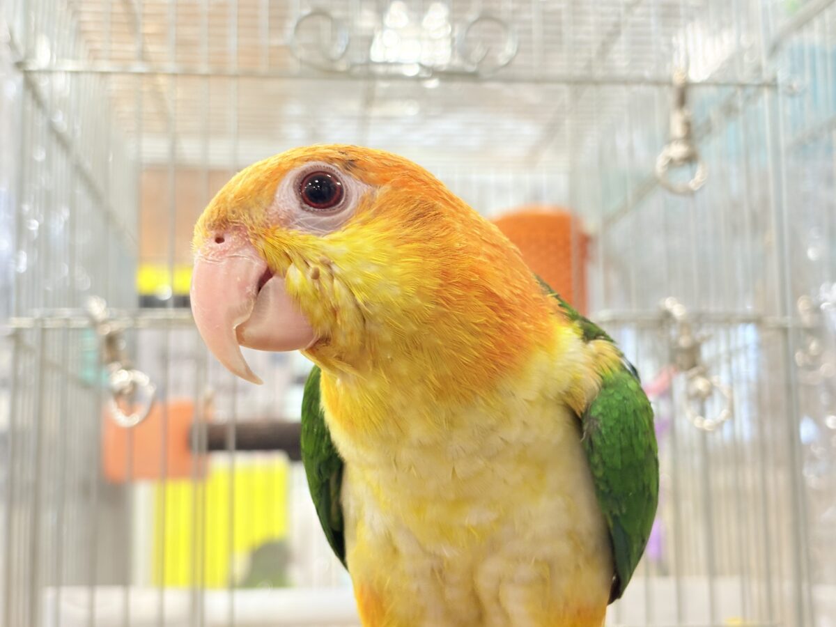 シロハラインコ