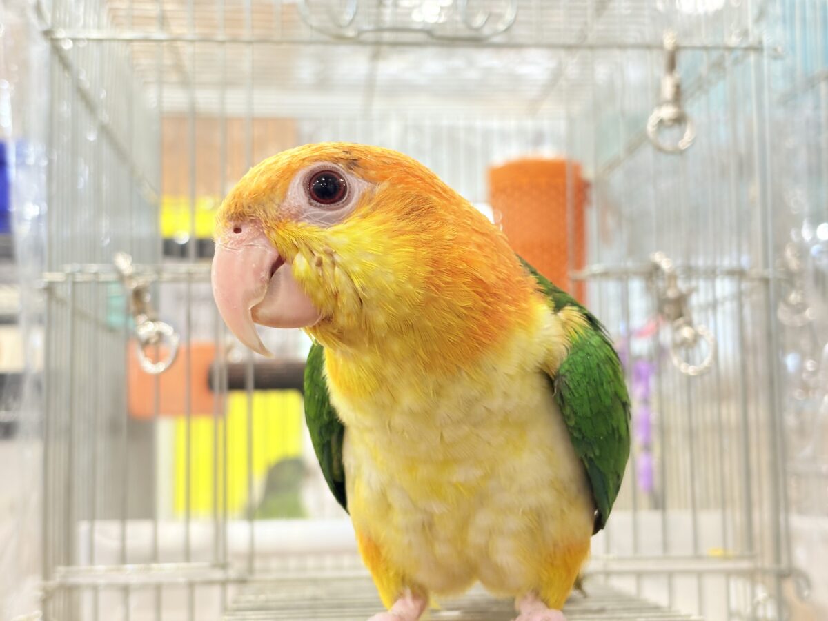 シロハラインコ